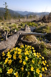 Nízké Tatry